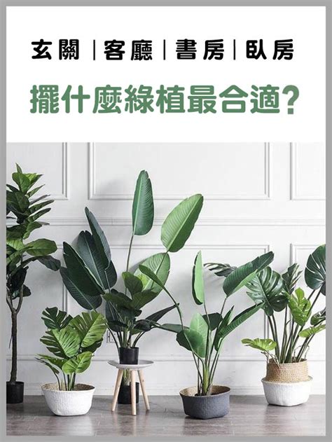 大盆栽植物|【大型盆栽植物】讓居家綠意盎然！推薦10種懶人也能養的大型盆。